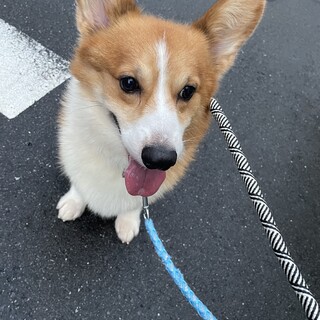 とにかく人間大好き！コーギーの大ちゃん