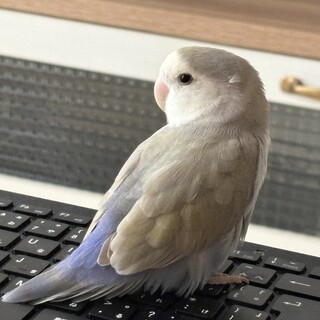 コザクラインコ