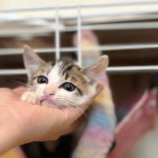 モモンガお目目ぱっちおっとり女子