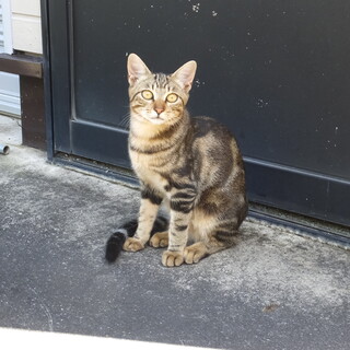 子猫里親募集