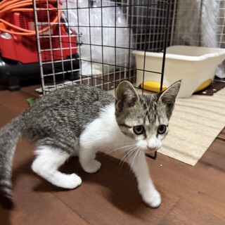 サバトラ男の子　　２ヶ月くらい