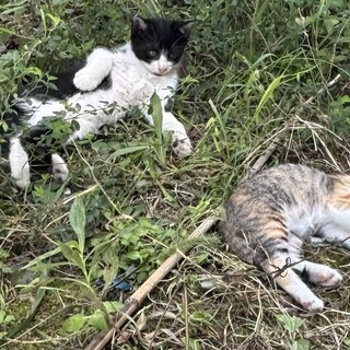 生後2ヶ月の子猫！里親さん募集中◎