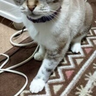 困ってます…どうか早急に…