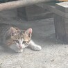 生後2ヶ月の子猫！里親さん募集中◎ サムネイル3