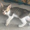 生後2ヶ月の子猫！里親さん募集中◎ サムネイル4