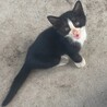 生後2ヶ月の子猫！里親さん募集中◎ サムネイル5