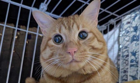 離れて暮らす飼い主さんと猫、「ネコのバス」で再会