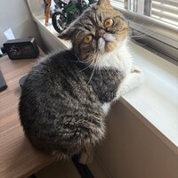 もみじ