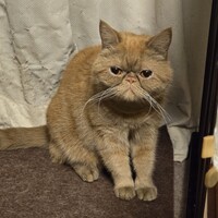 ポテ子