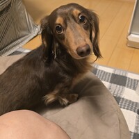 ポコ
