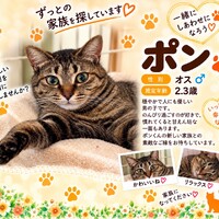 ぽん君